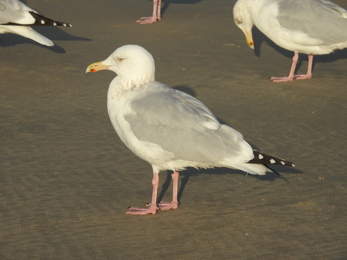 American Herring Gull