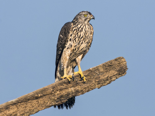 Eurasian Goshawk