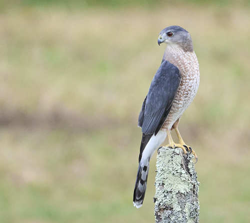 Cooper's Hawk