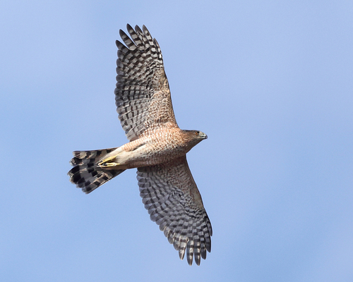 Cooper's Hawk