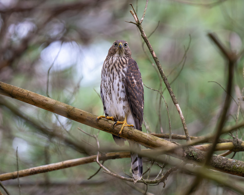 Cooper's Hawk