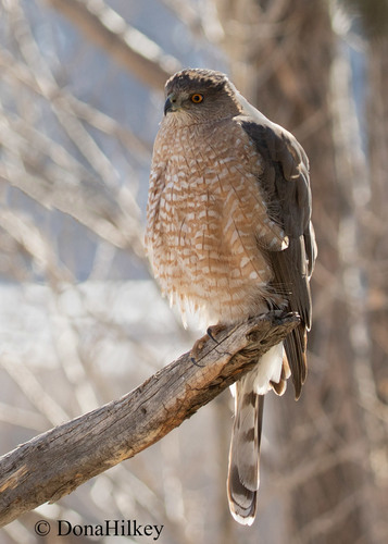Cooper's Hawk