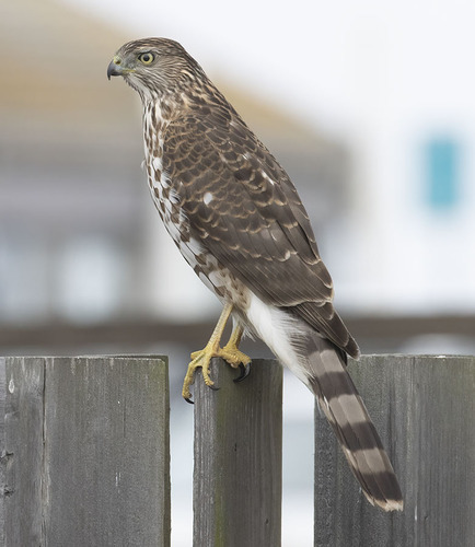 Cooper's Hawk