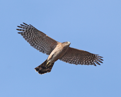 Cooper's Hawk