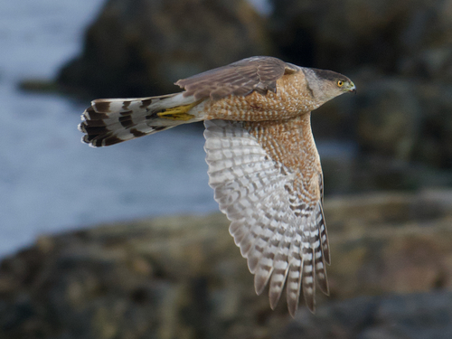 Cooper's Hawk