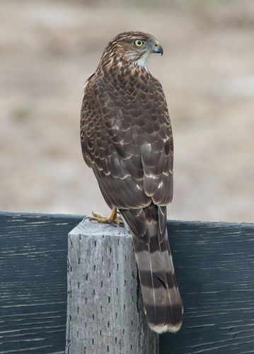 Cooper's Hawk