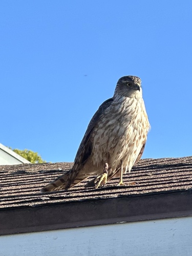 Cooper's Hawk