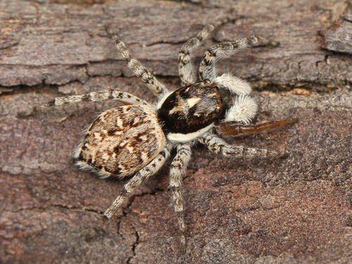 Half-edged Wall Jumping Spider