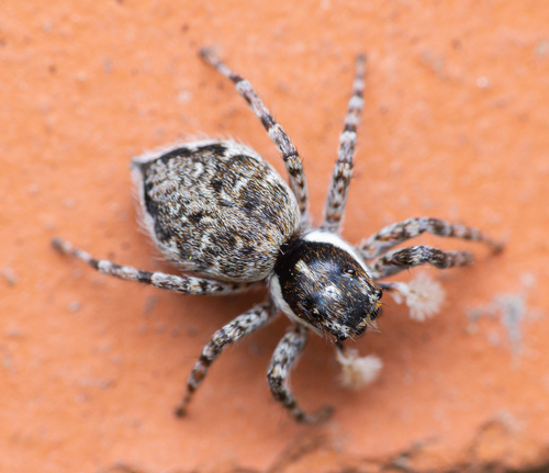 Half-edged Wall Jumping Spider