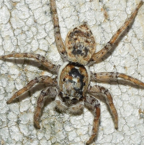 Half-edged Wall Jumping Spider