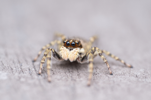 Half-edged Wall Jumping Spider