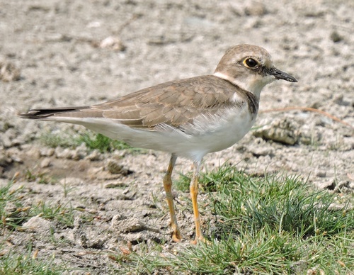 Little Ringed Plover