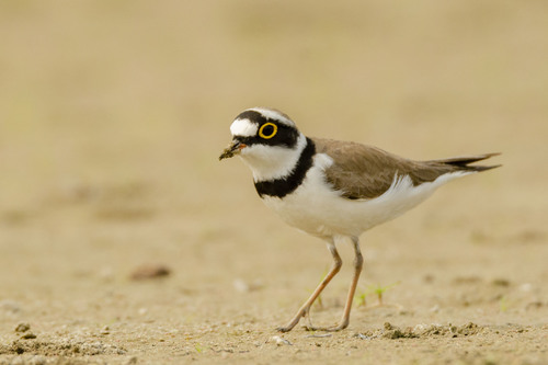 Little Ringed Plover