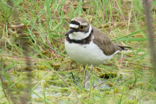 Little Ringed Plover