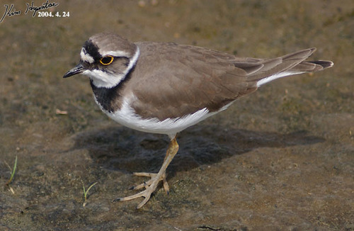 Little Ringed Plover