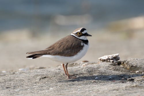Little Ringed Plover