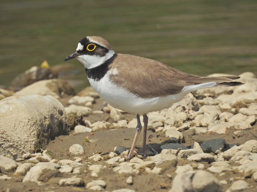 Little Ringed Plover