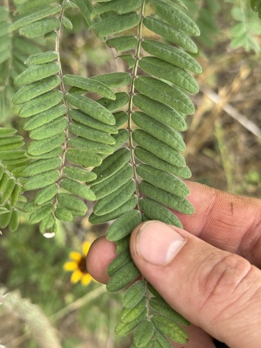 leadplant