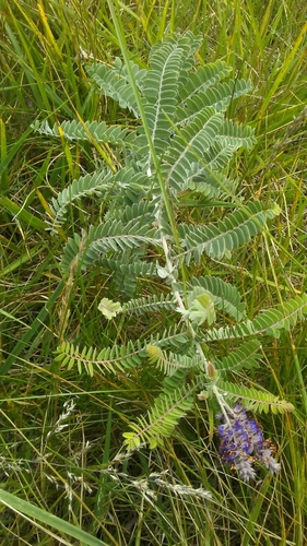 leadplant