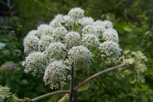 Wild Angelica