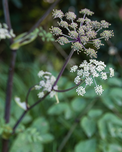 Wild Angelica
