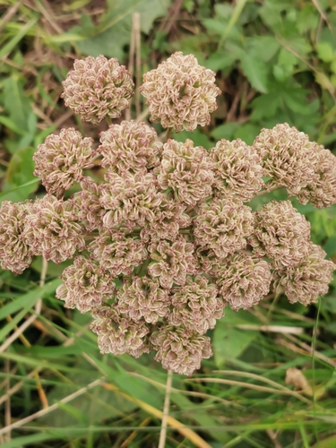 Wild Angelica
