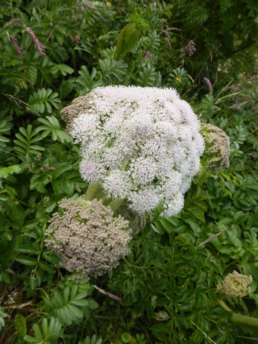 Wild Angelica