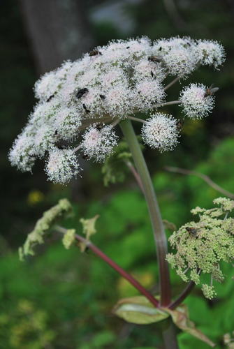 Wild Angelica