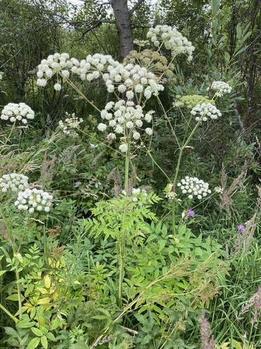 Wild Angelica