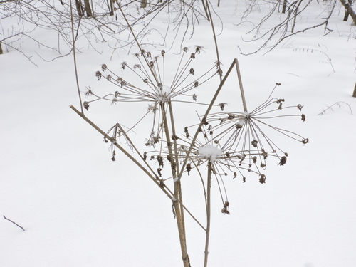 Wild Angelica
