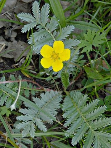 common silverweed