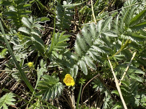 common silverweed