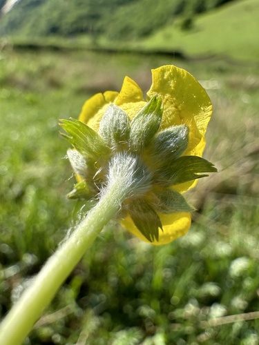 common silverweed