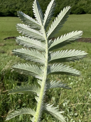 common silverweed