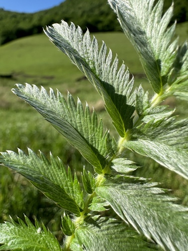 common silverweed