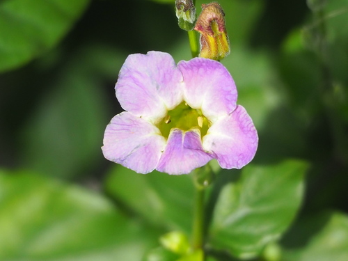 Asian Coromandel