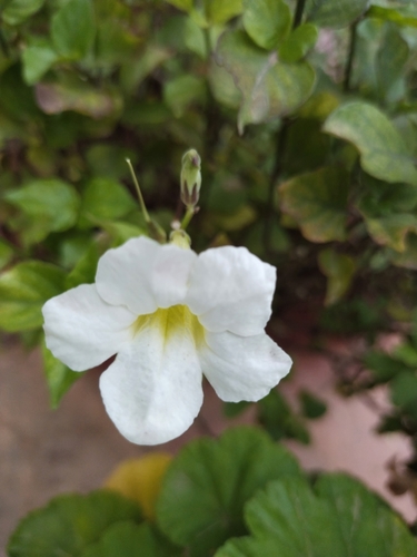 Asian Coromandel