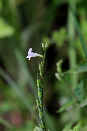 Asian Coromandel