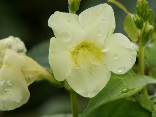 Asian Coromandel