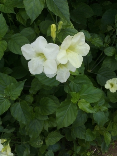 Asian Coromandel