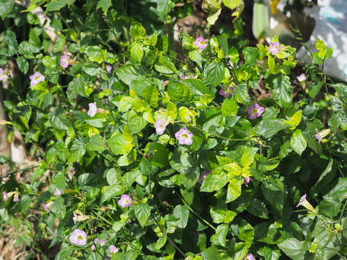 Asian Coromandel