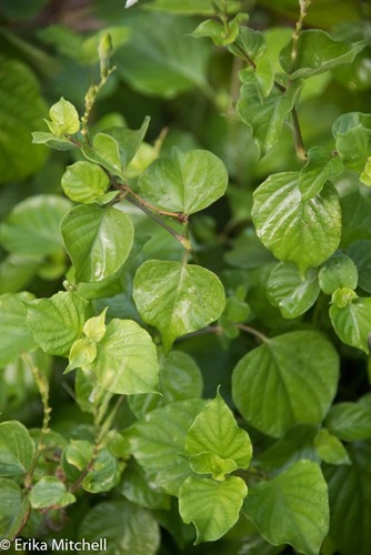 Asian Coromandel