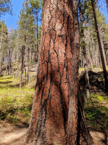 Southwestern Ponderosa Pine
