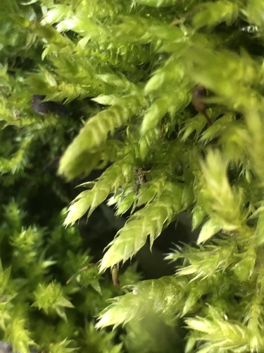 Rough-stalked Feather-moss
