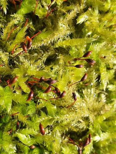 Rough-stalked Feather-moss