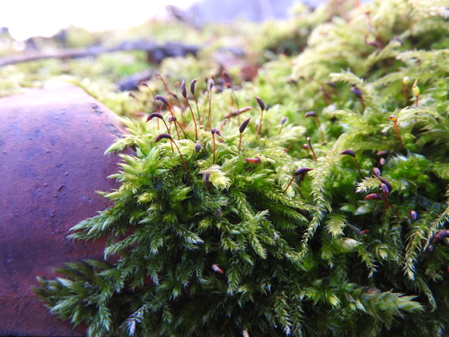 Rough-stalked Feather-moss