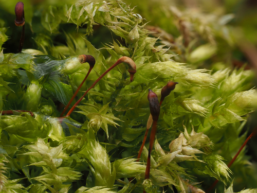 Rough-stalked Feather-moss