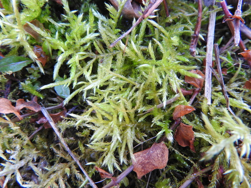 Rough-stalked Feather-moss