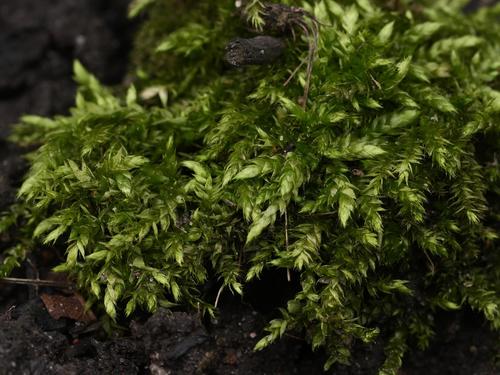 Rough-stalked Feather-moss