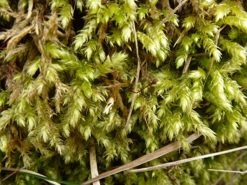 Rough-stalked Feather-moss